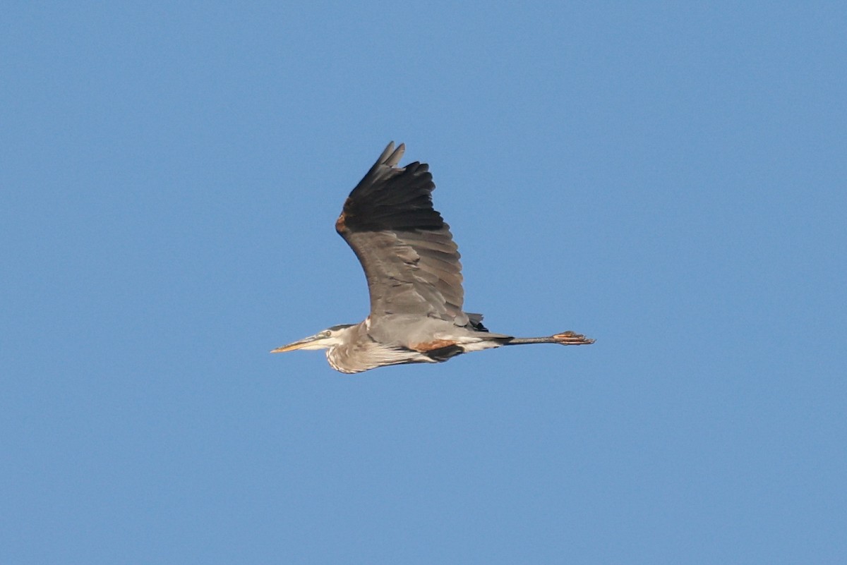 Great Blue Heron - ML641057494