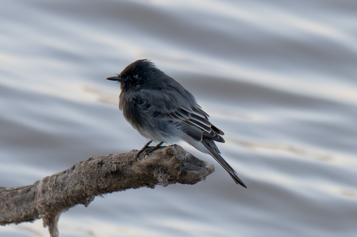 Black Phoebe - ML641057533