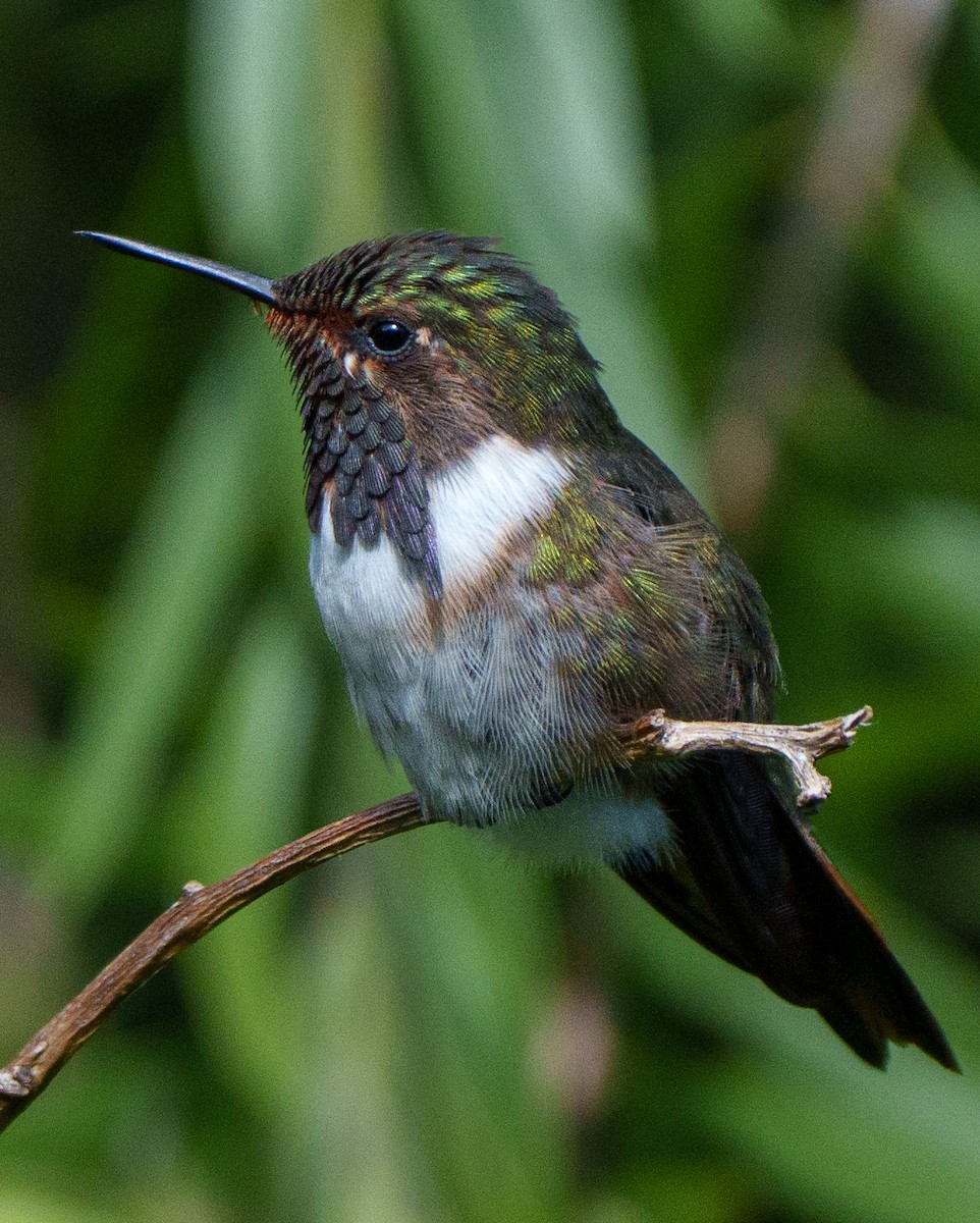 Volcano Hummingbird - ML641057538