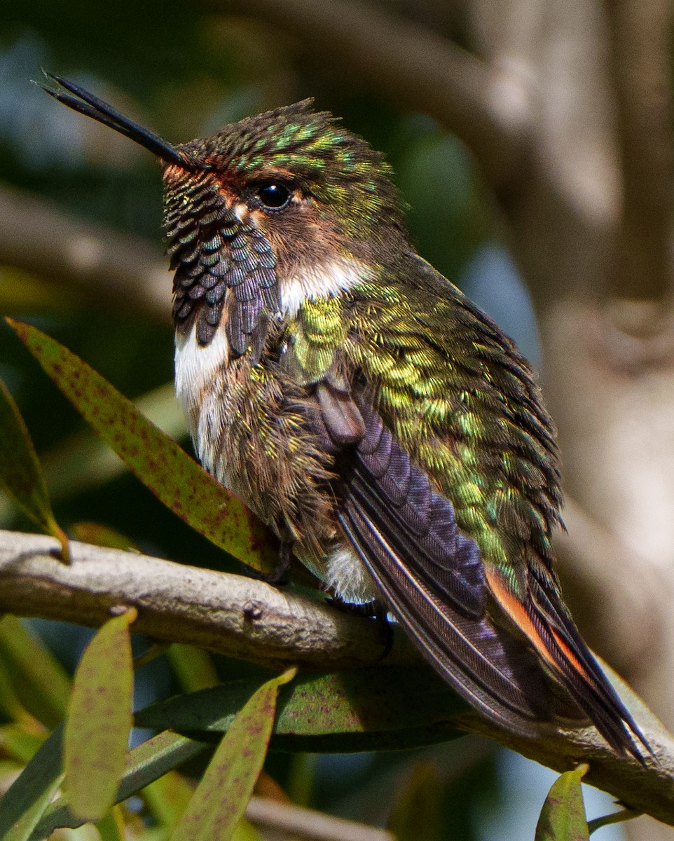 Volcano Hummingbird - ML641057545