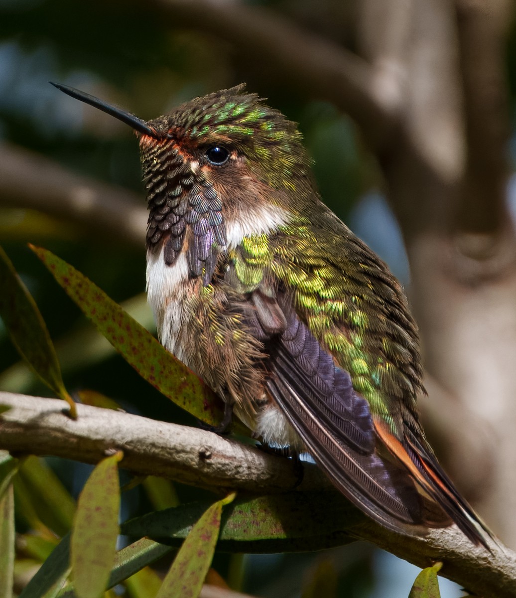 Volcano Hummingbird - ML641057547