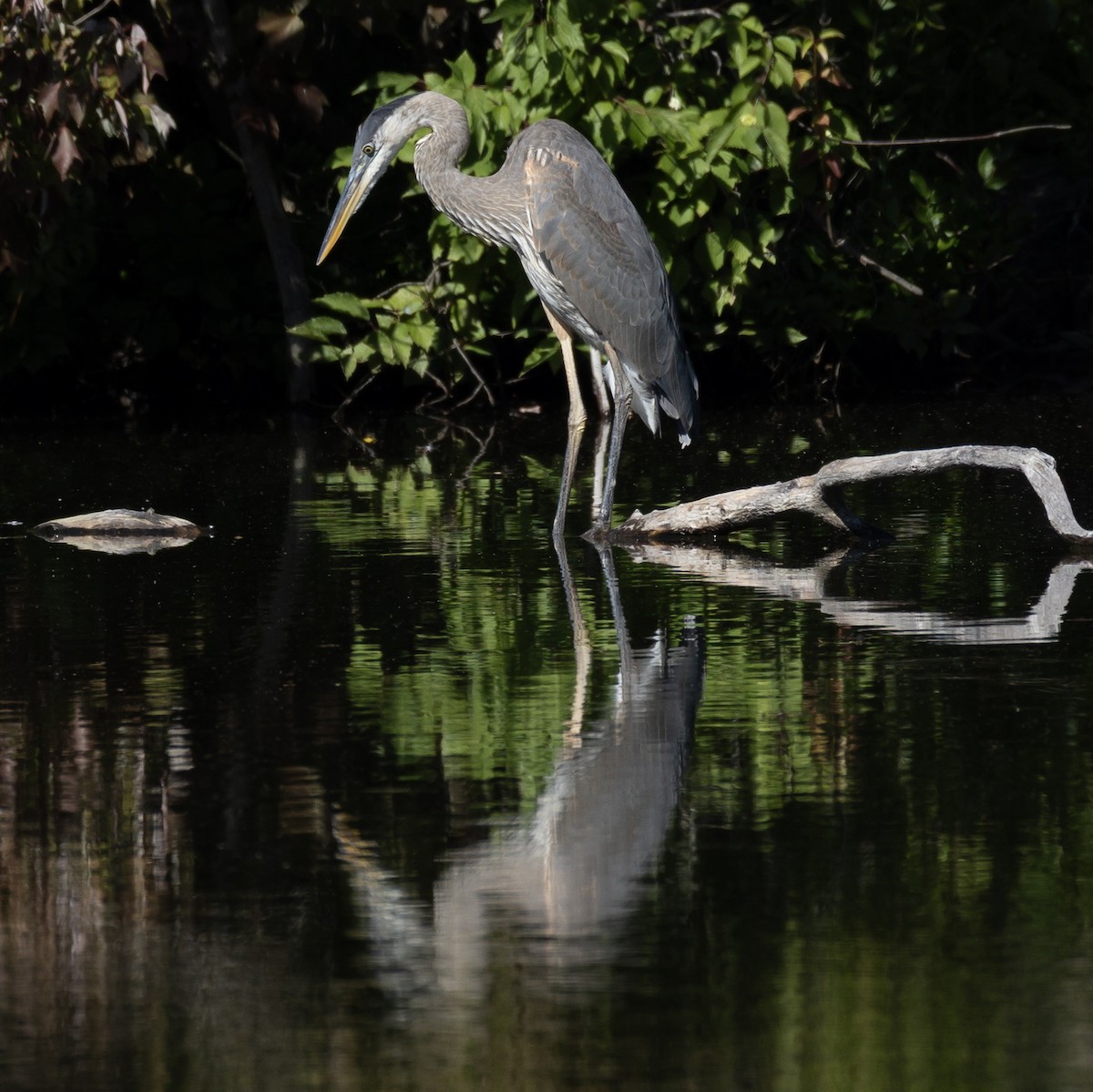 Great Blue Heron - ML641057550