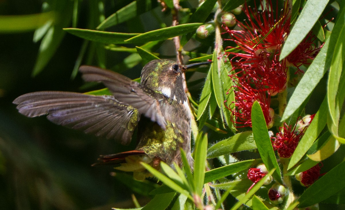 Volcano Hummingbird - ML641057552