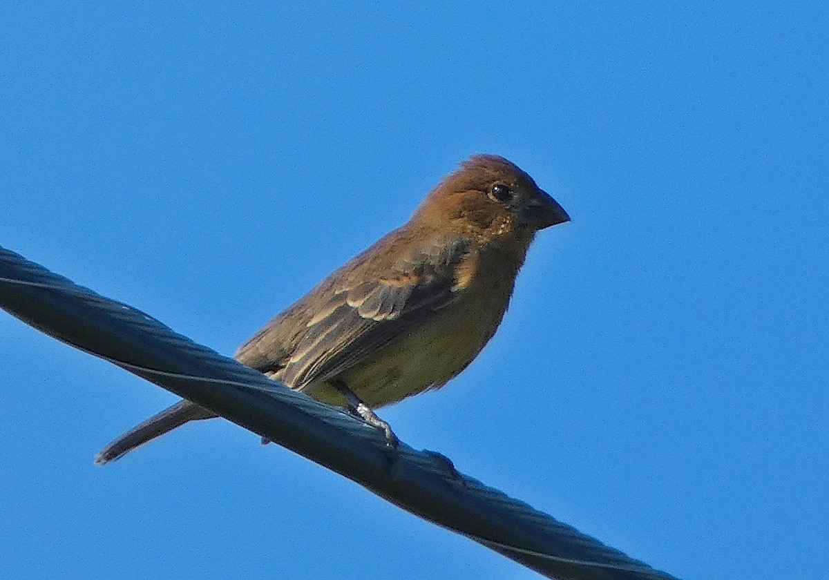 Blue Grosbeak - ML641057575