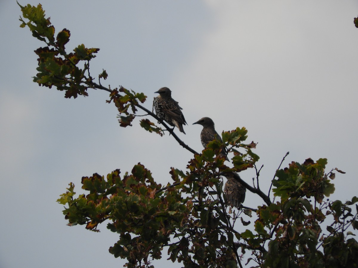 歐洲椋鳥 - ML641057590