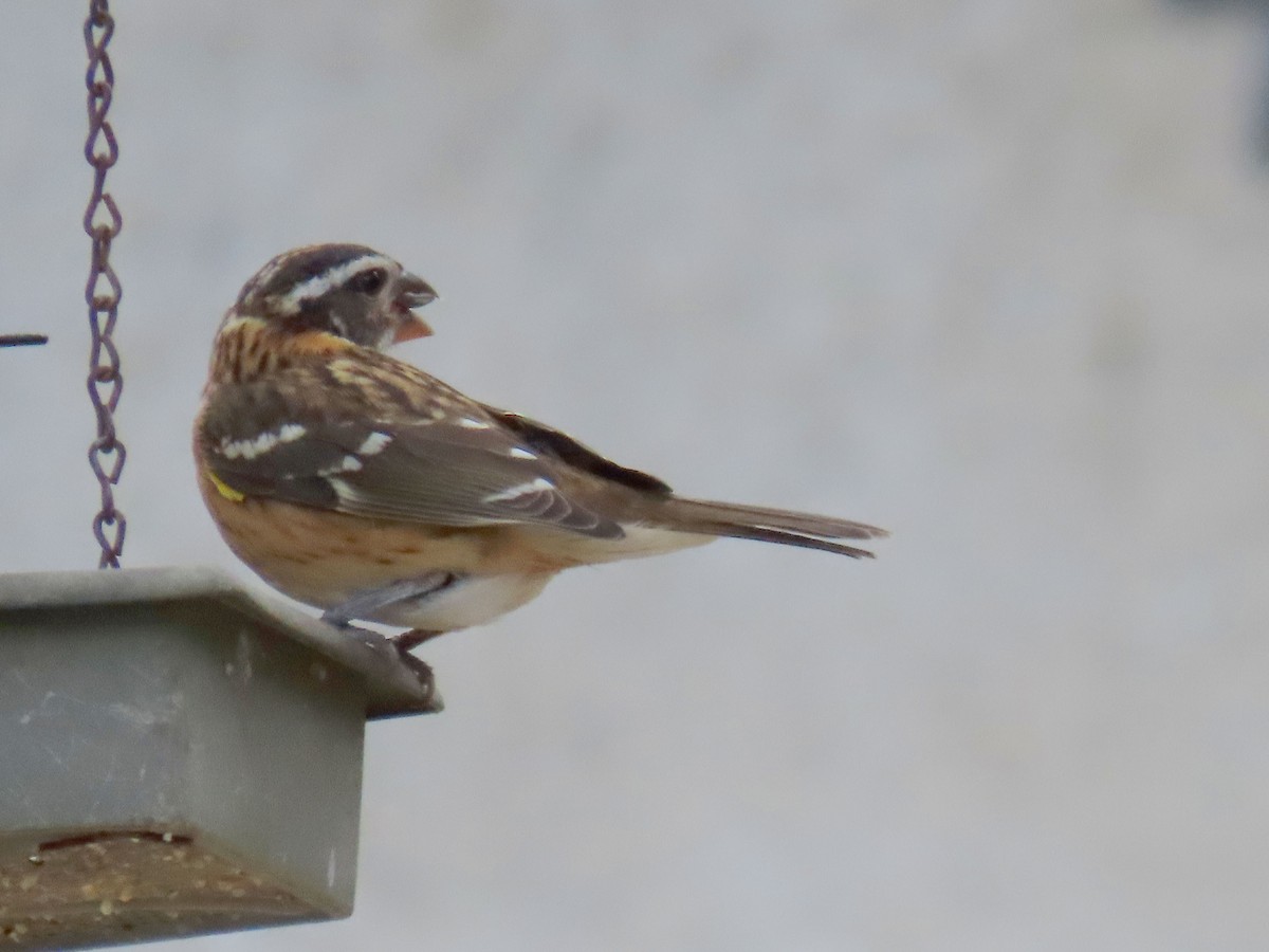 Black-headed Grosbeak - ML641057600