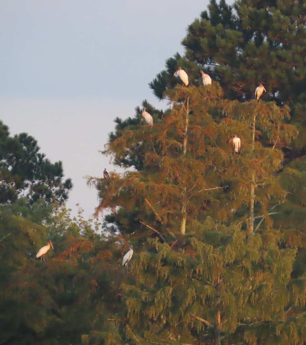 Wood Stork - ML641057619