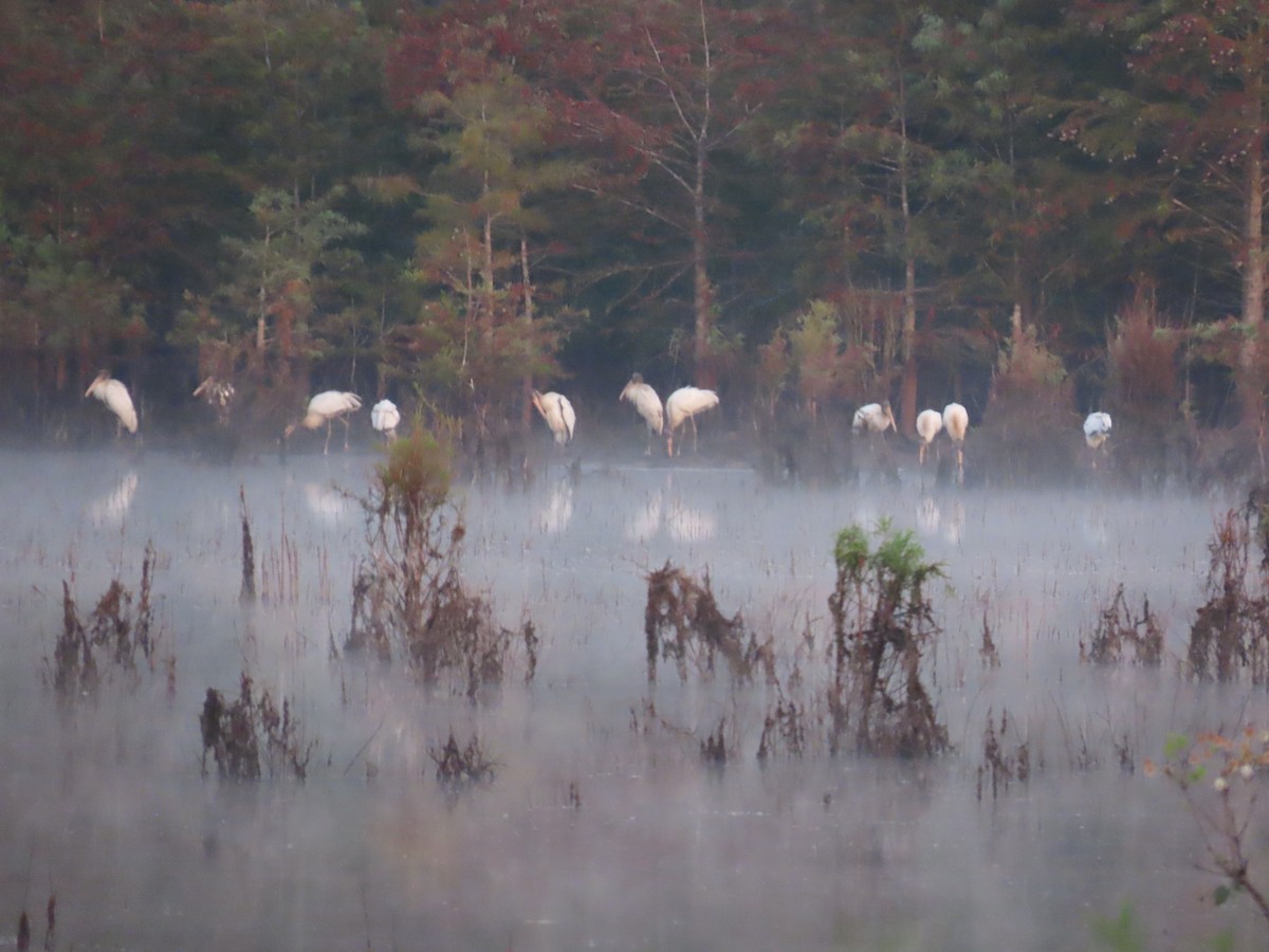 Wood Stork - ML641057620