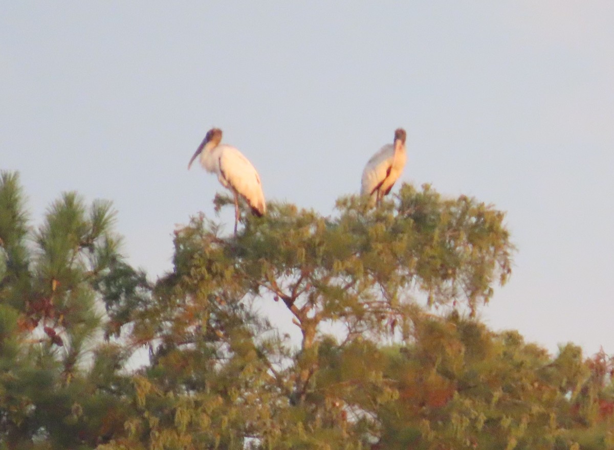 Wood Stork - ML641057636