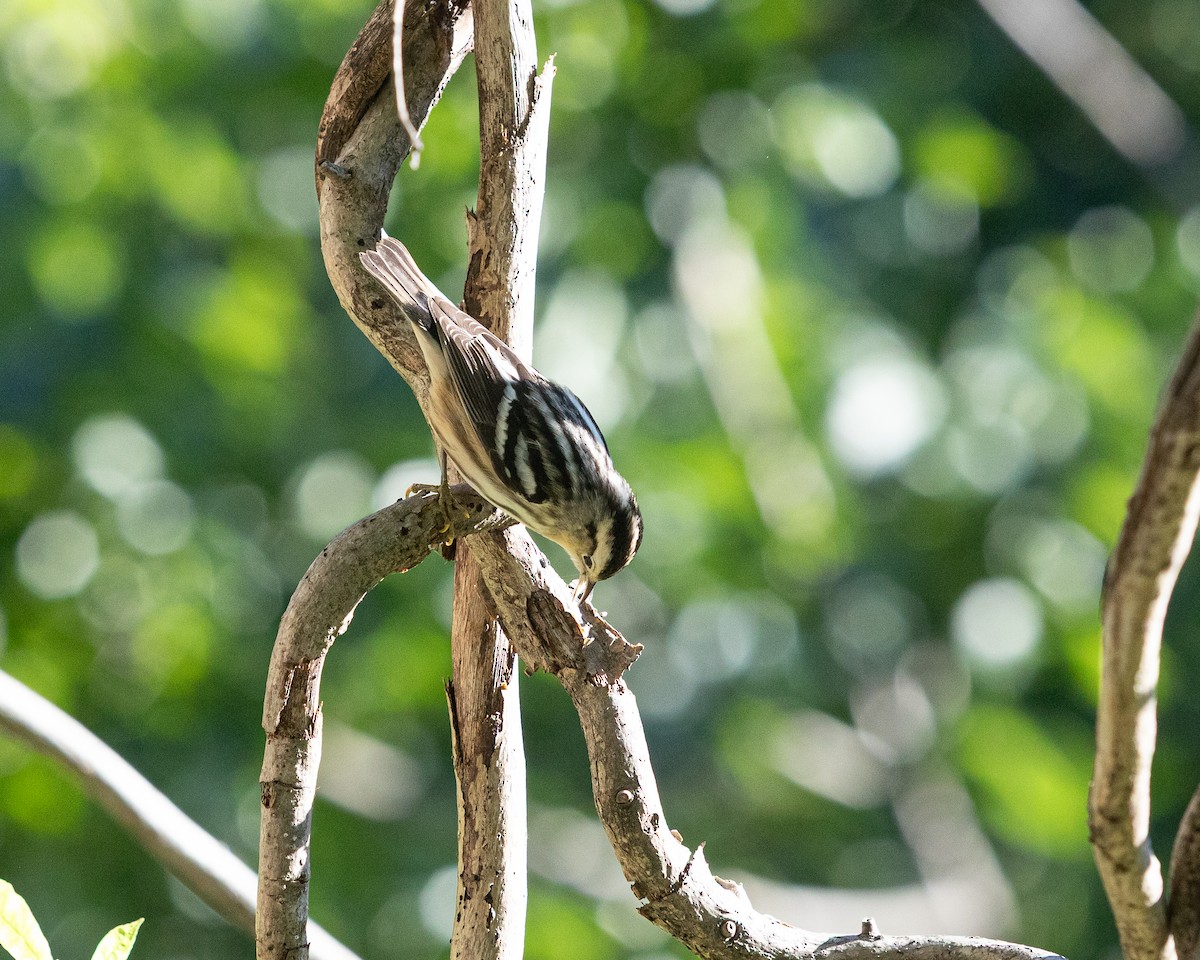 Black-and-white Warbler - ML641057638