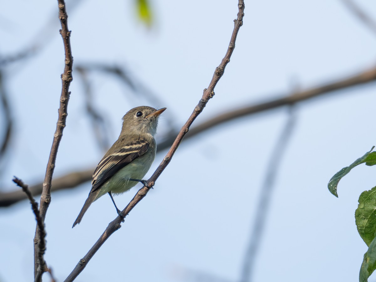 Least Flycatcher - ML641057649