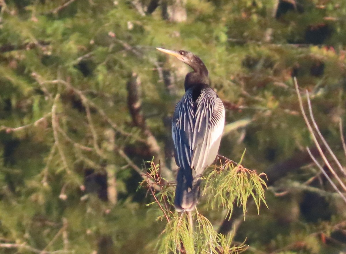 Anhinga - ML641057650