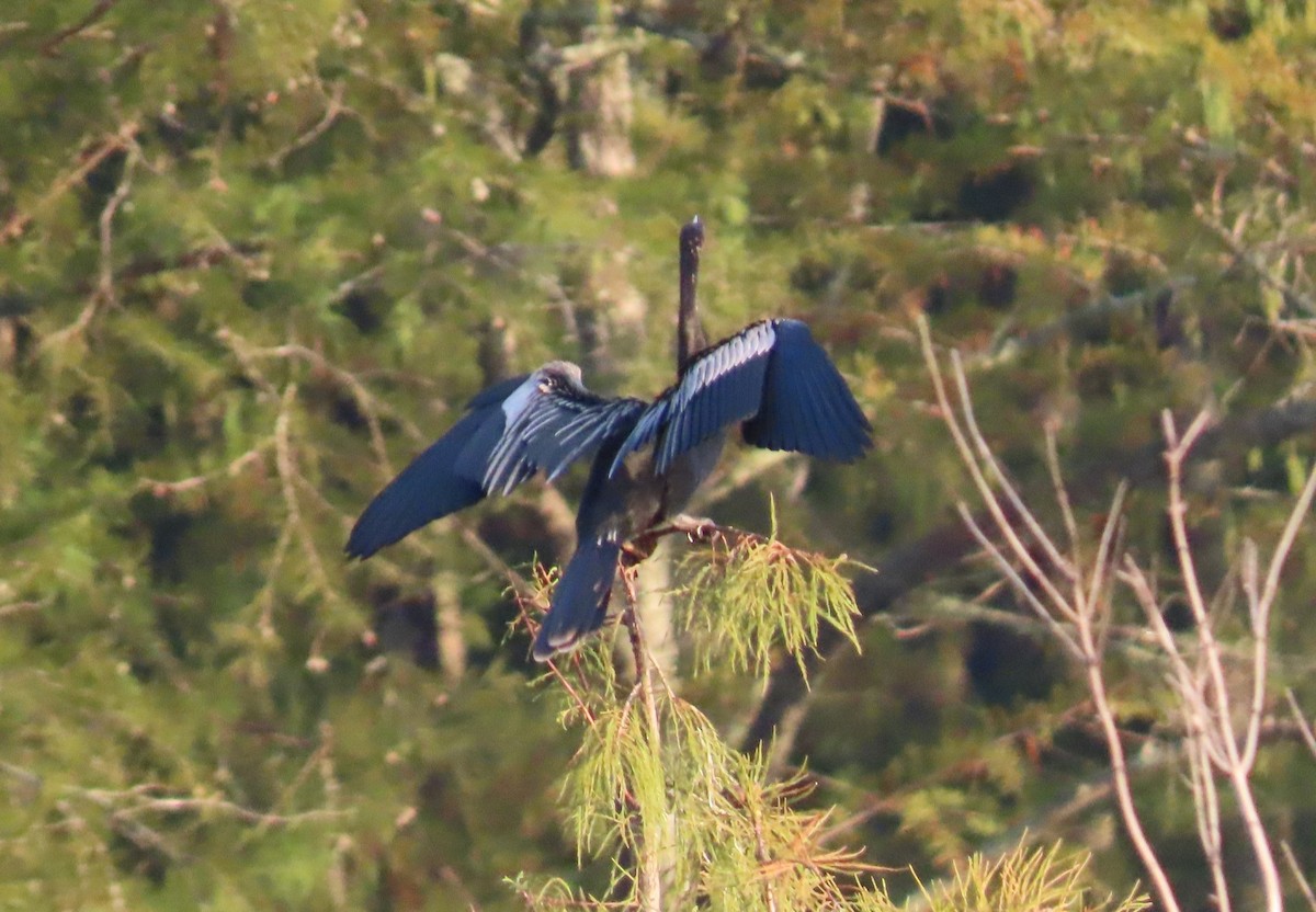 Anhinga - ML641057651
