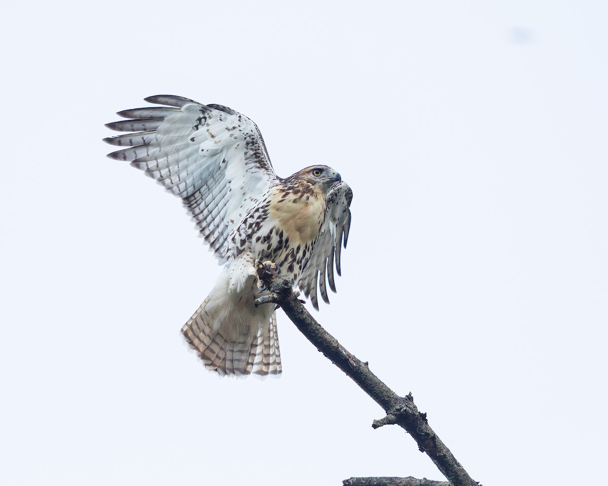 Red-tailed Hawk - ML641057653
