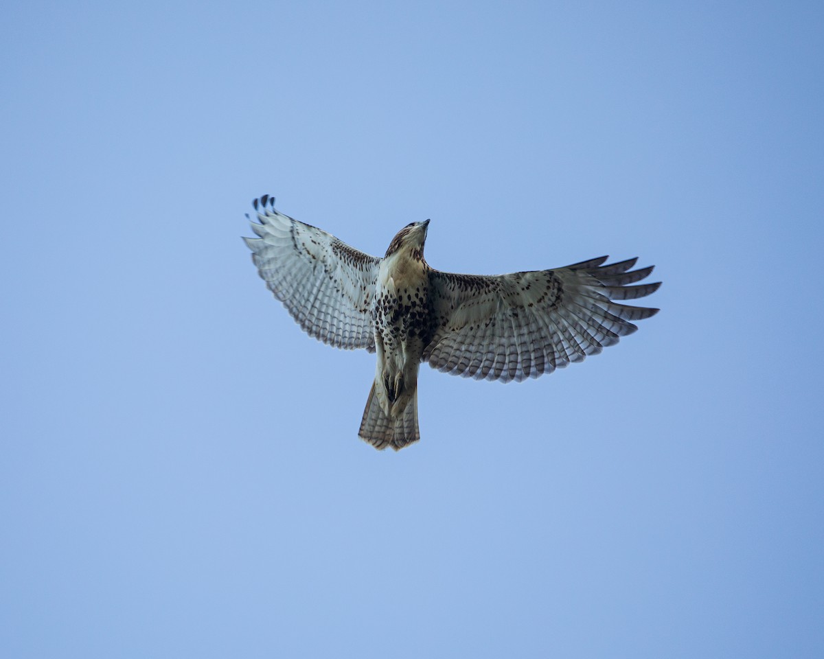 Red-tailed Hawk - ML641057675