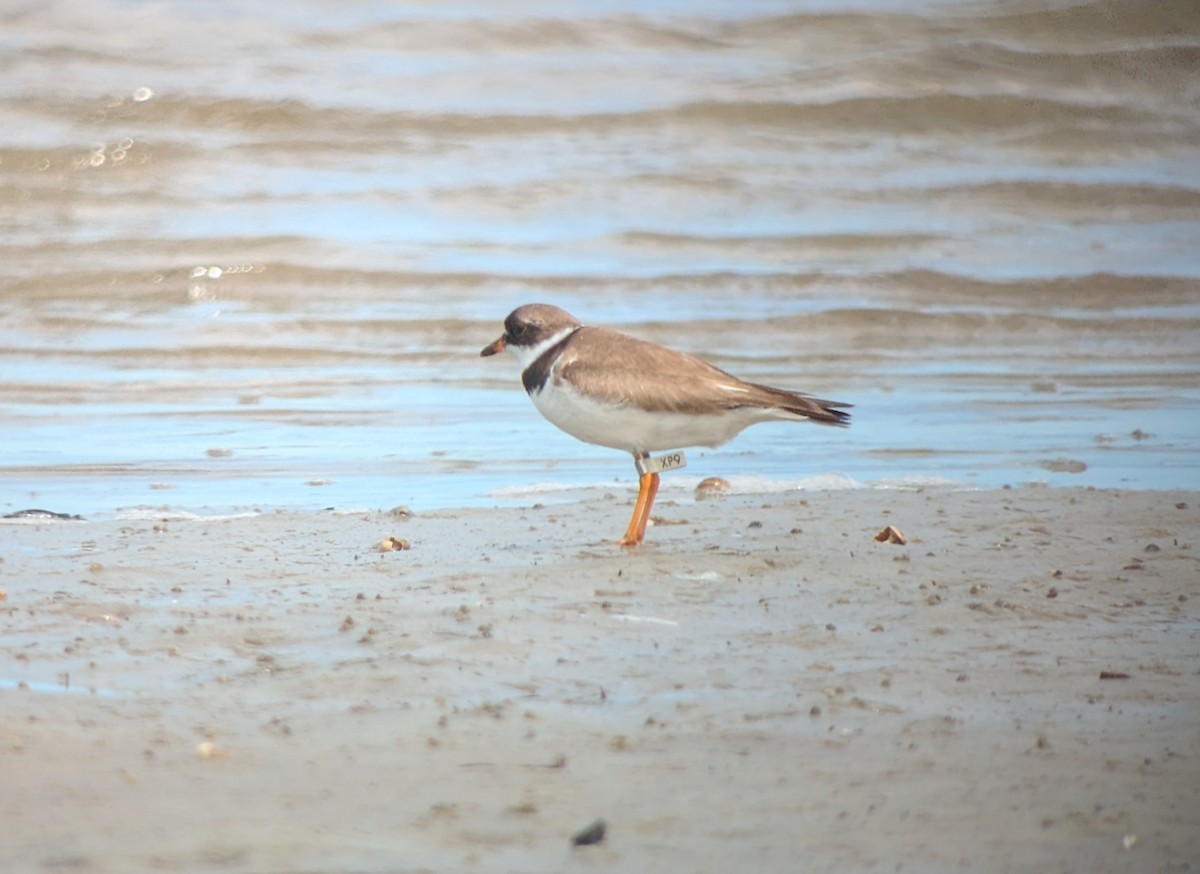 Semipalmated Plover - ML641057677