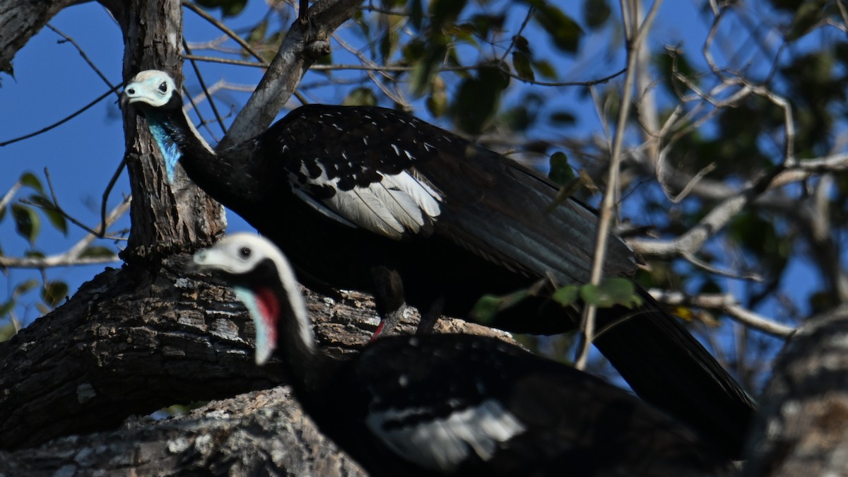 Pava Goliblanca - ML641057679
