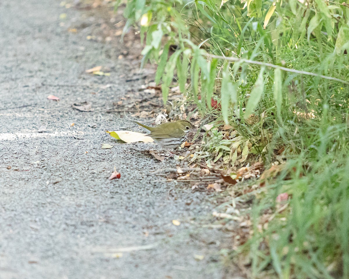 Ovenbird - ML641057683