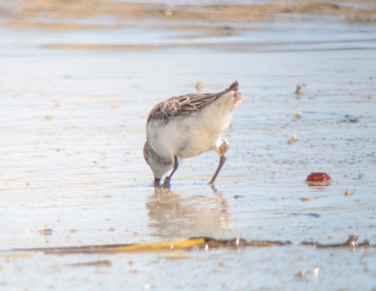 Semipalmated Sandpiper - ML641057688