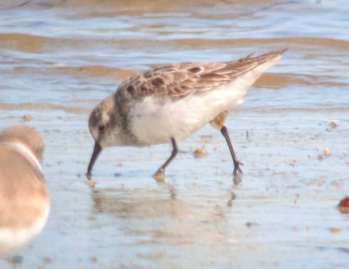Semipalmated Sandpiper - ML641057689