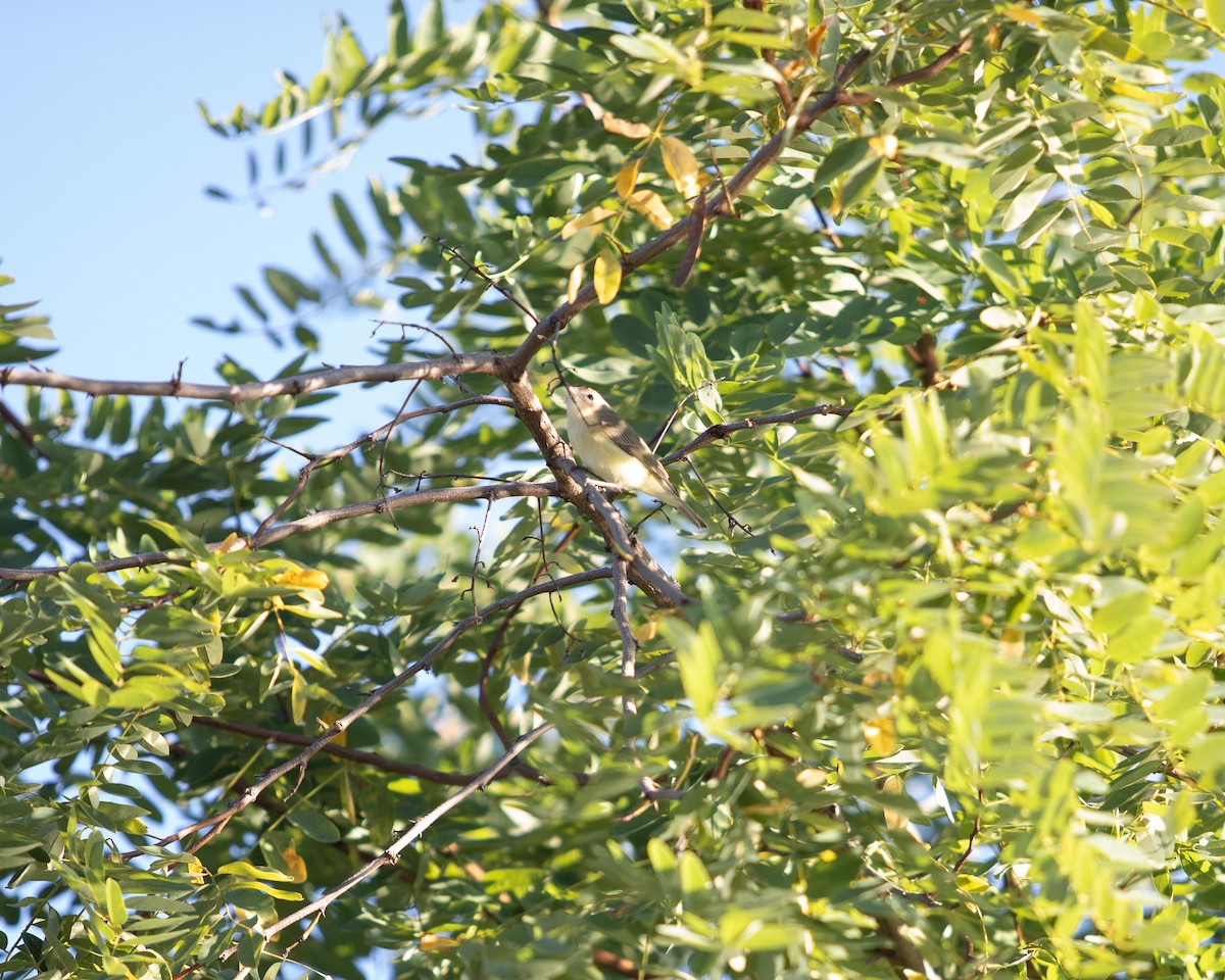 Warbling Vireo - ML641057715