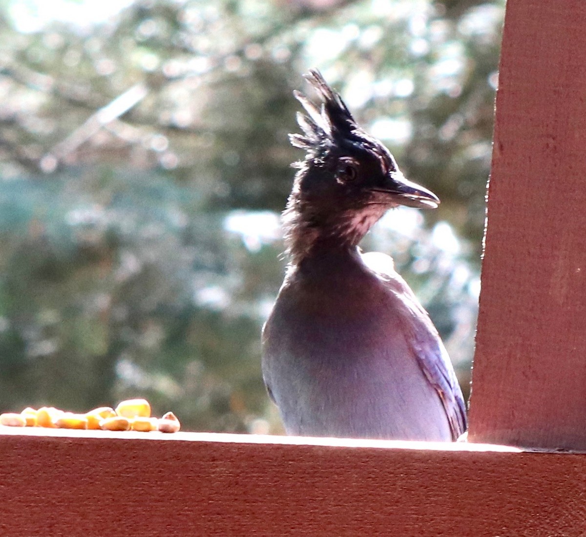 Steller's Jay - ML641057768