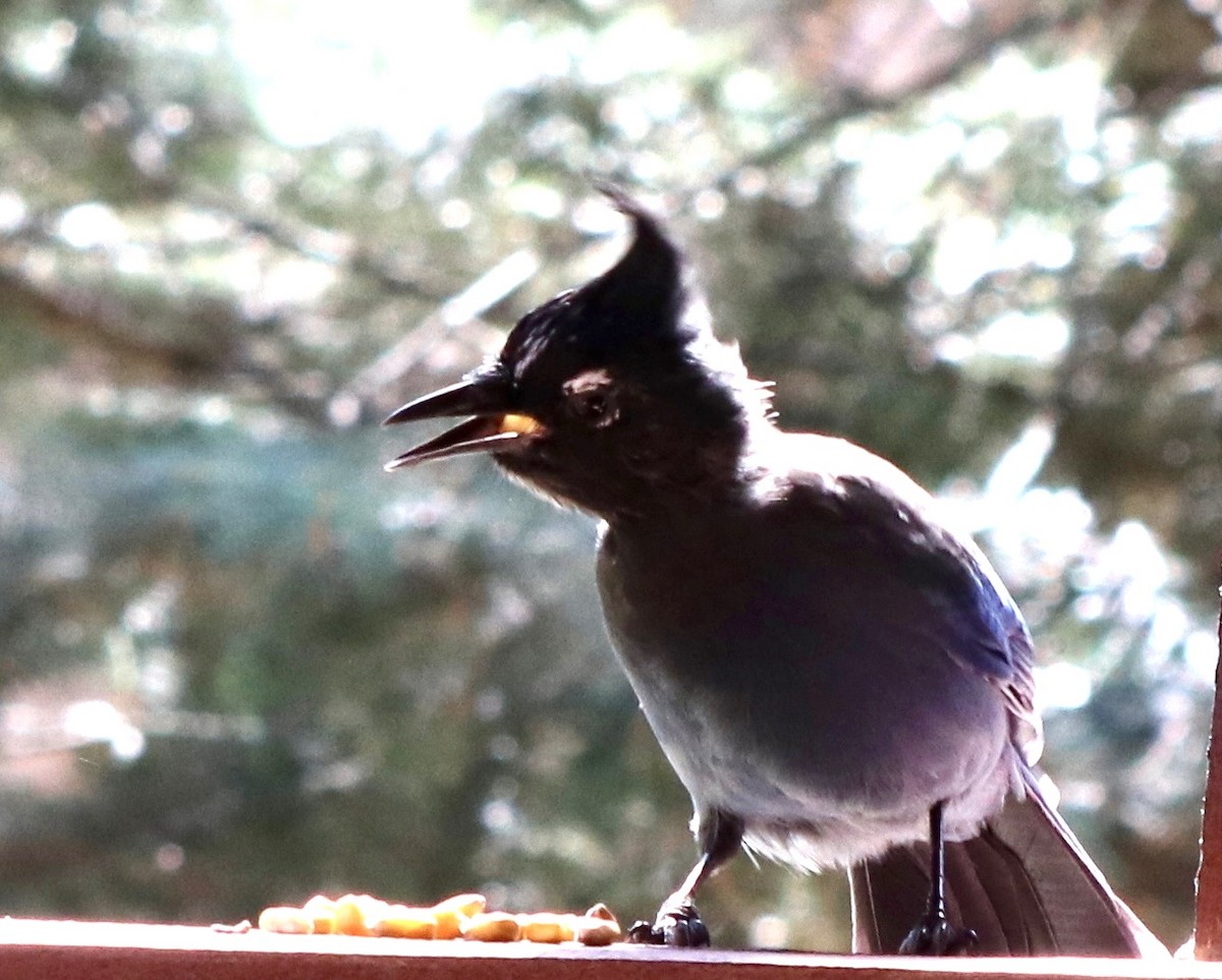 Steller's Jay - ML641057769