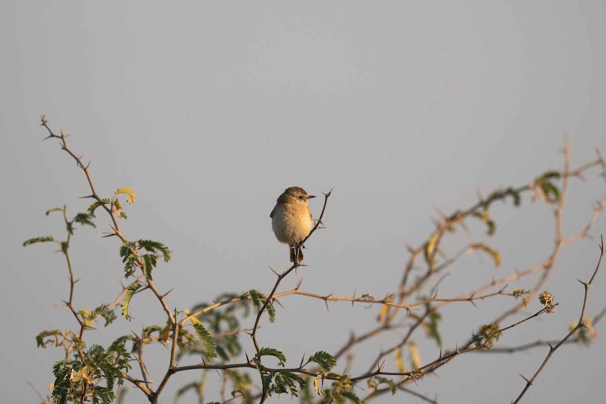 Siberian Stonechat - ML641057772