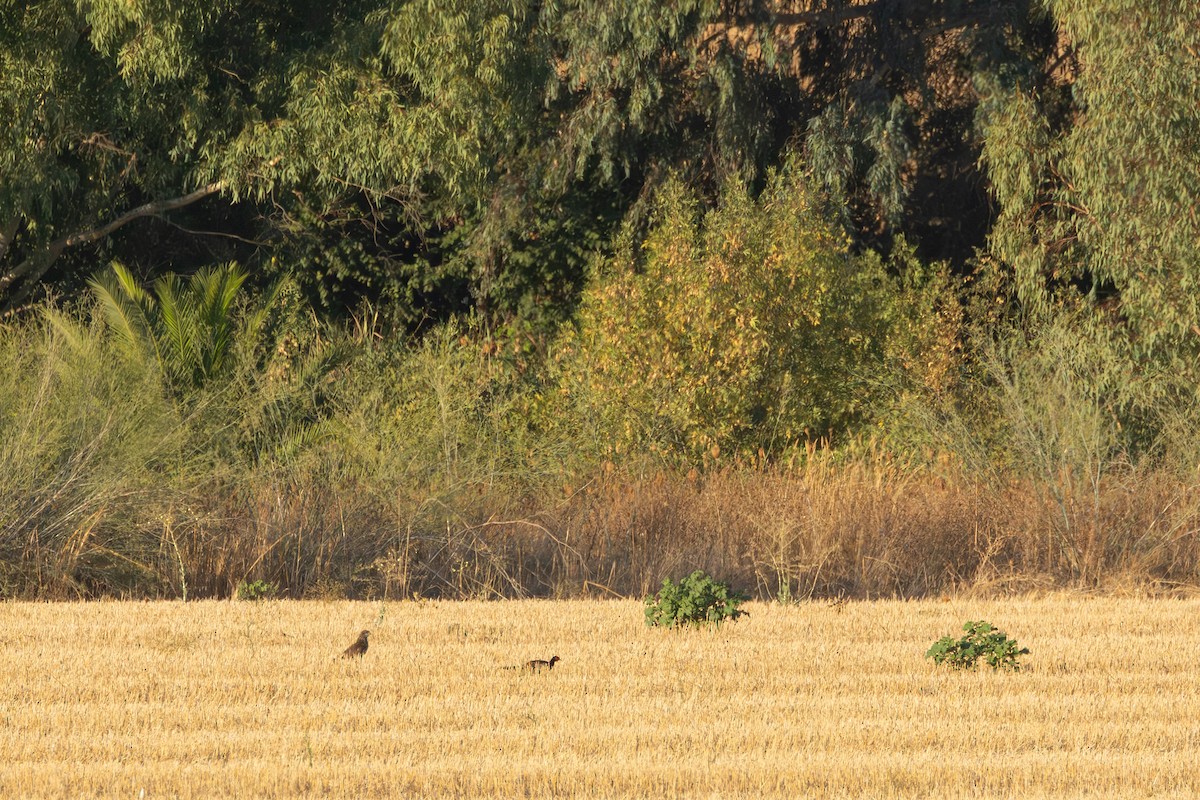 Jagdfasan - ML641057794
