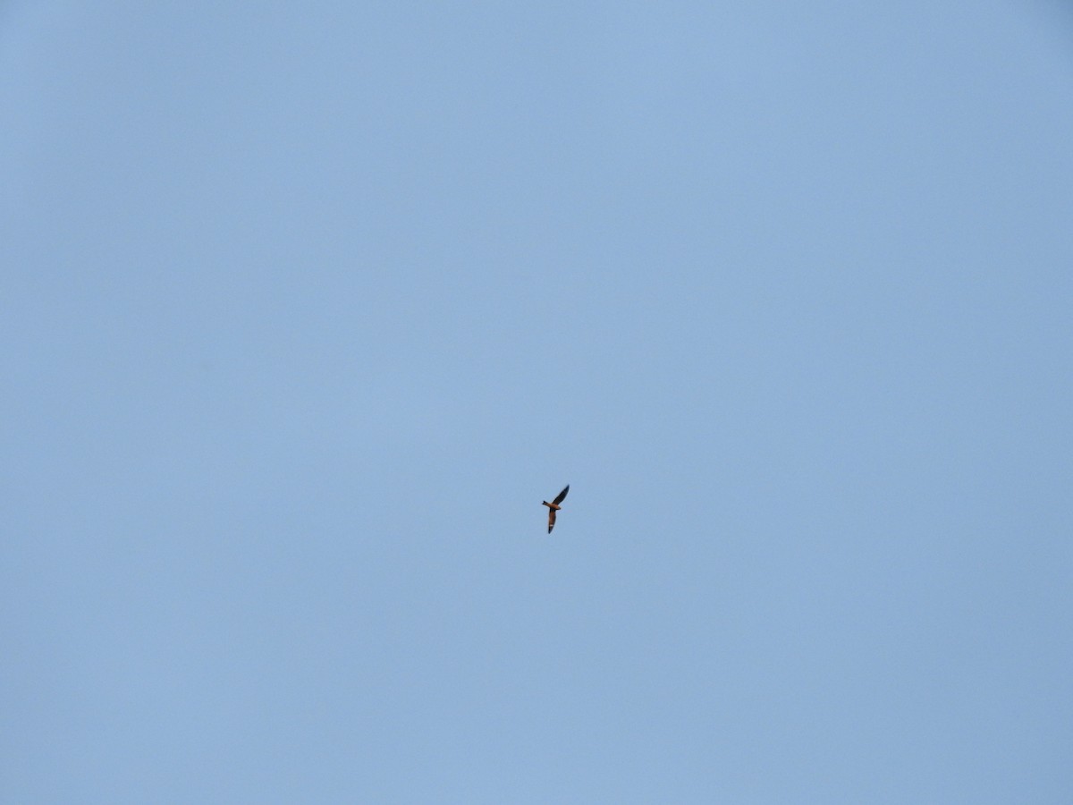 Common Nighthawk - ML641057820