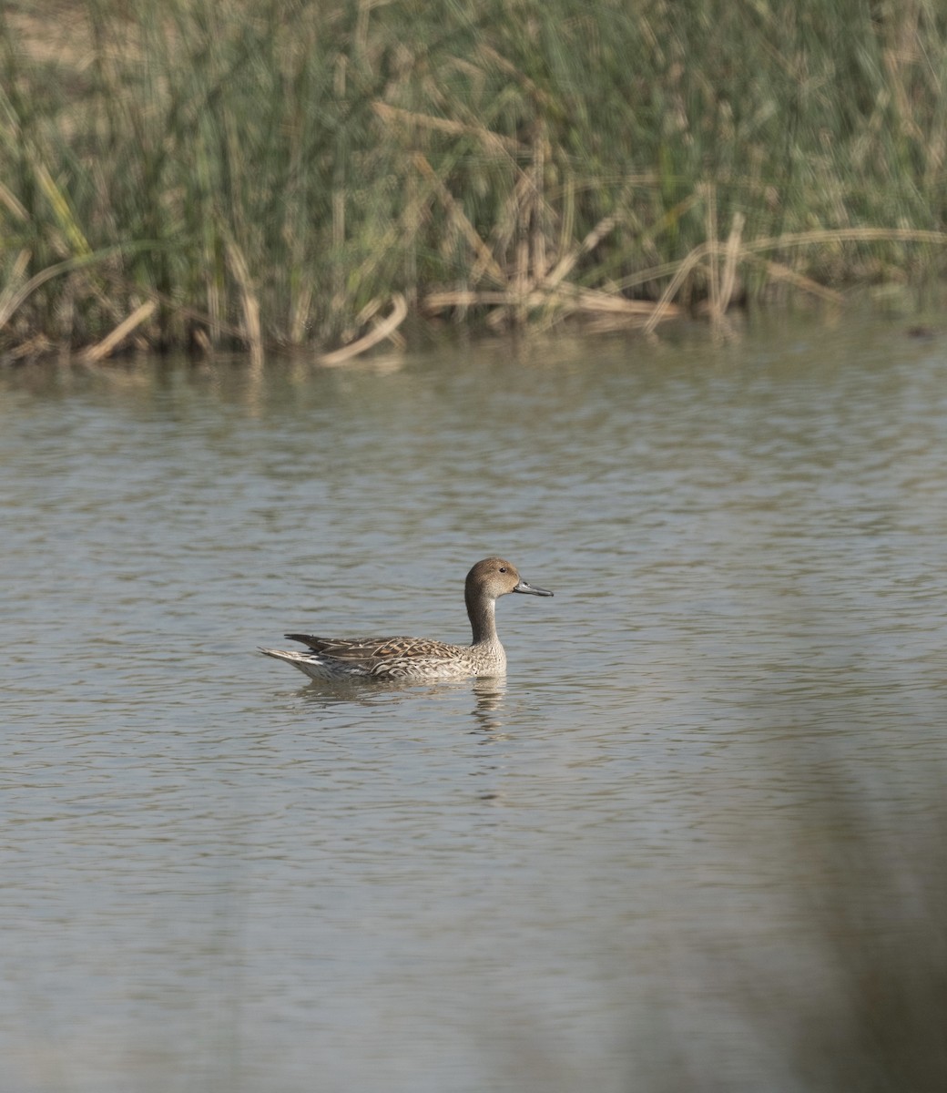 Northern Pintail - ML641057849