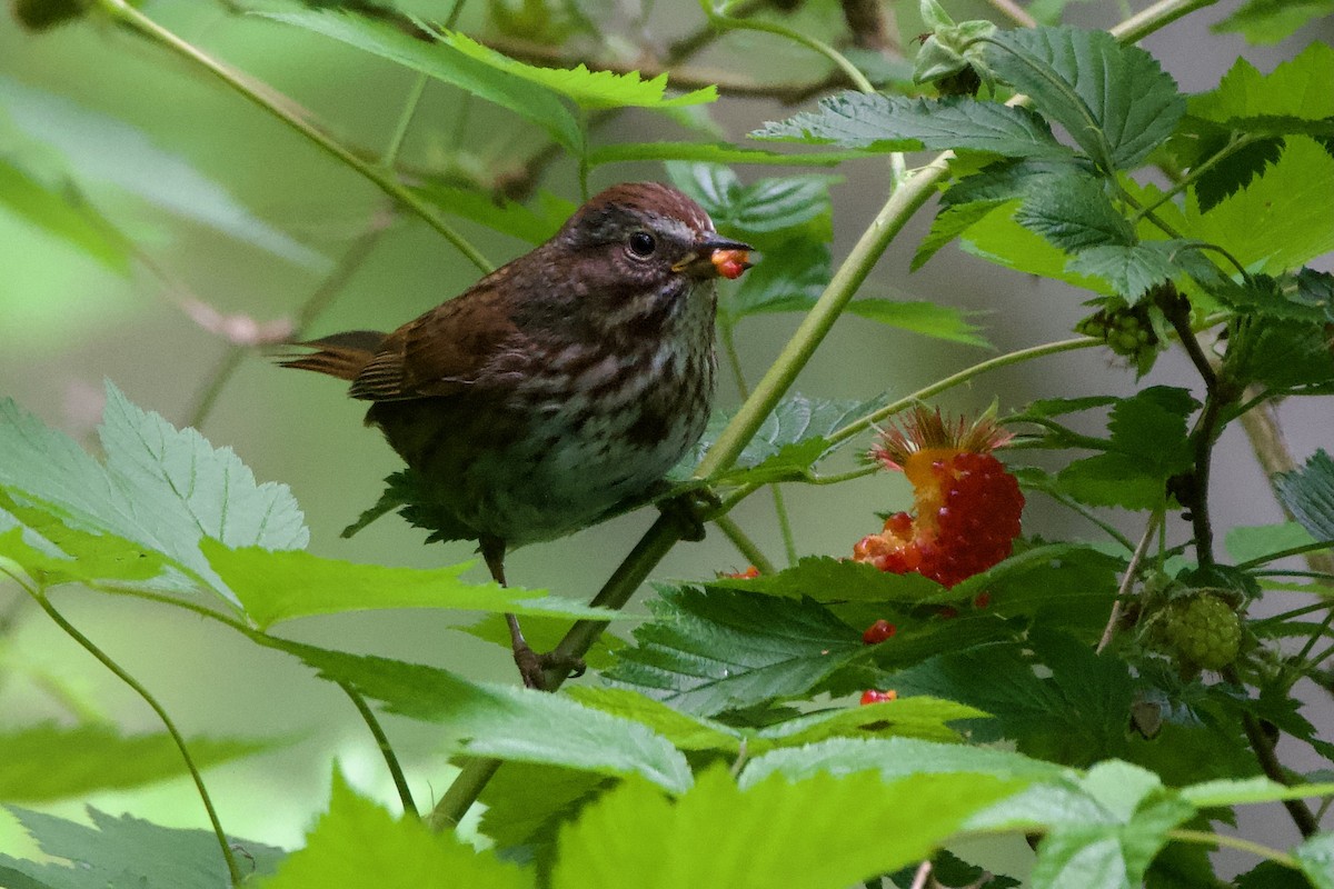 Song Sparrow - ML641057850