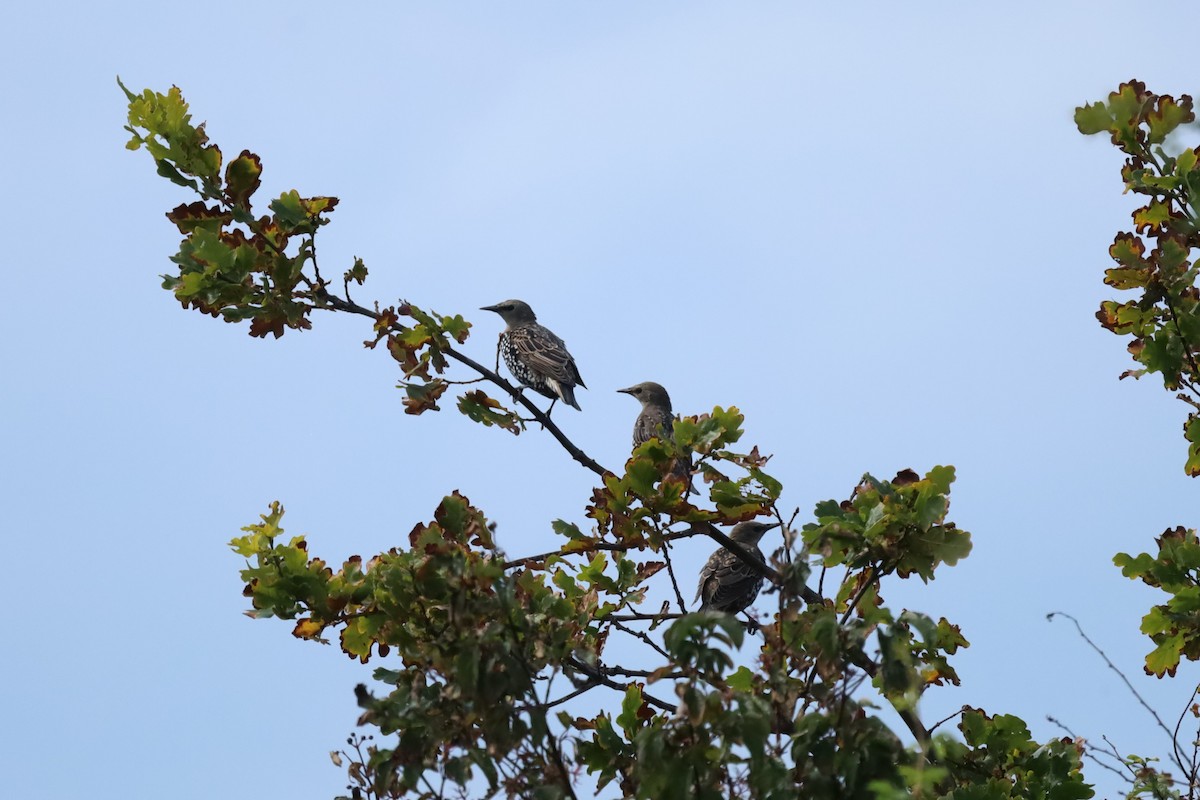 歐洲椋鳥 - ML641057857