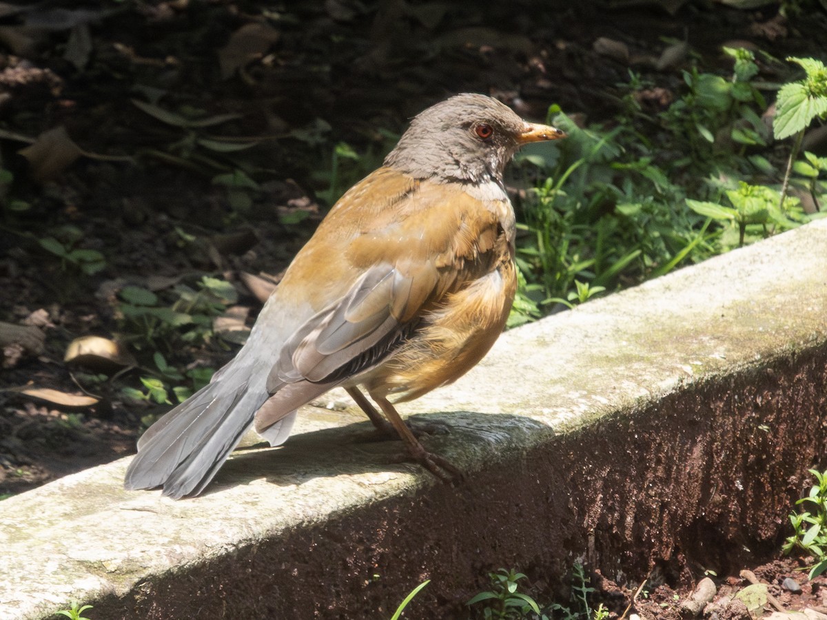 Rufous-backed Robin - ML641057887