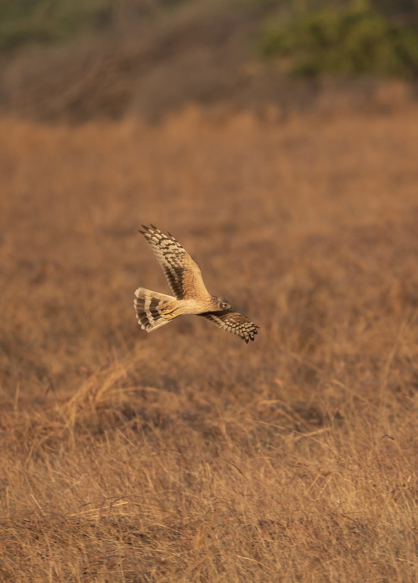 Pallid Harrier - ML641057902