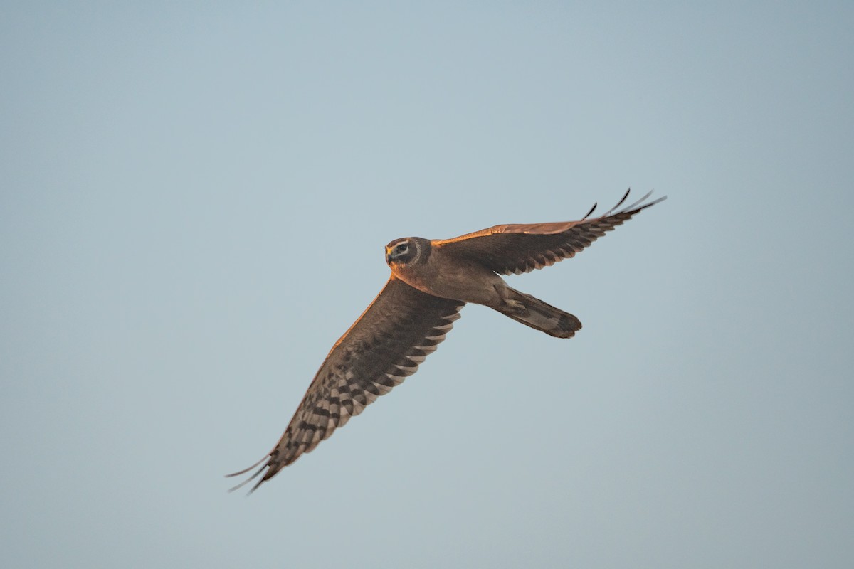 Pallid Harrier - ML641057903
