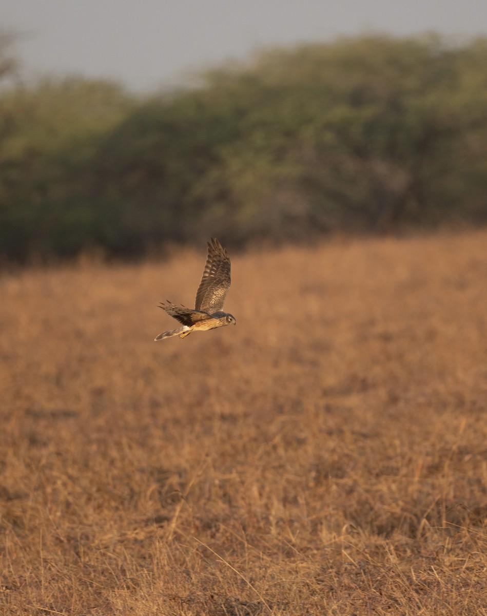 Pallid Harrier - ML641057904