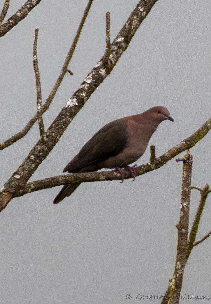 Short-billed Pigeon - ML641057931