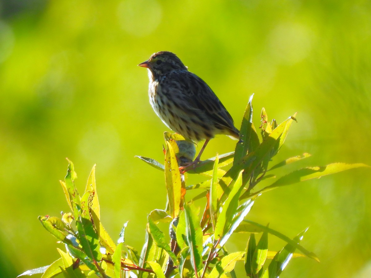 Savannah Sparrow - ML641057935