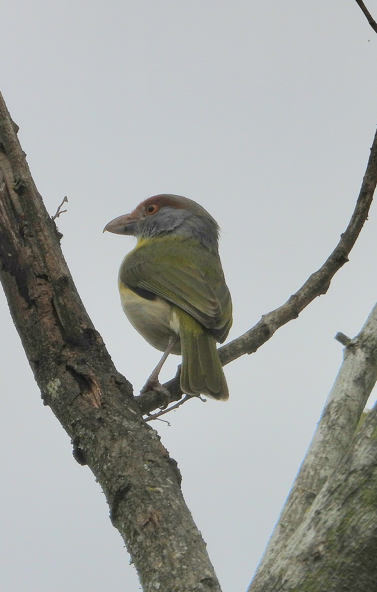 Rufous-browed Peppershrike - ML641057936