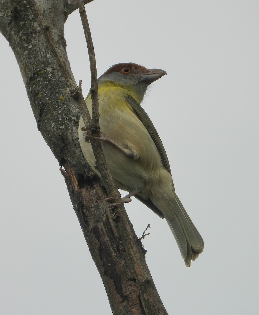 Rufous-browed Peppershrike - ML641057937