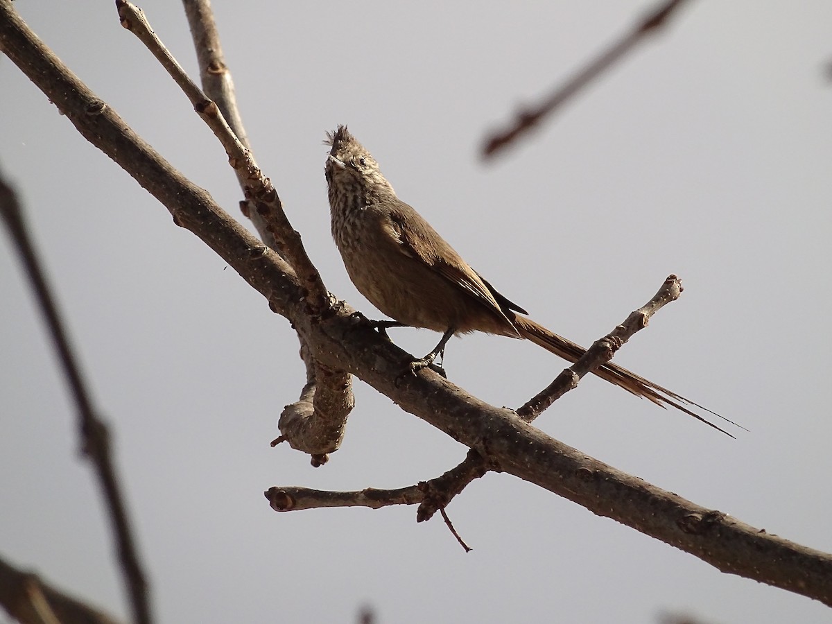 Tijeral Copetón - ML641057950