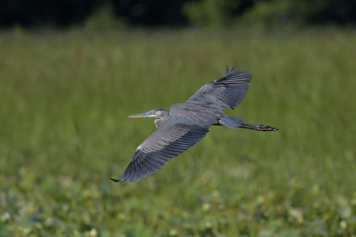 Great Blue Heron - ML641057953