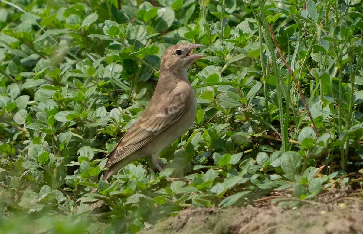 Pale Rockfinch - ML641057980