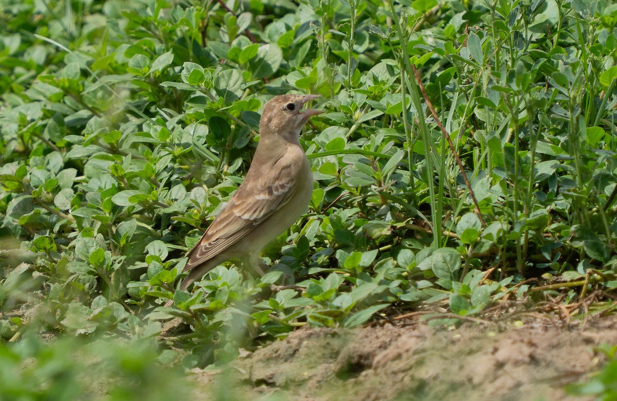 Pale Rockfinch - ML641057983