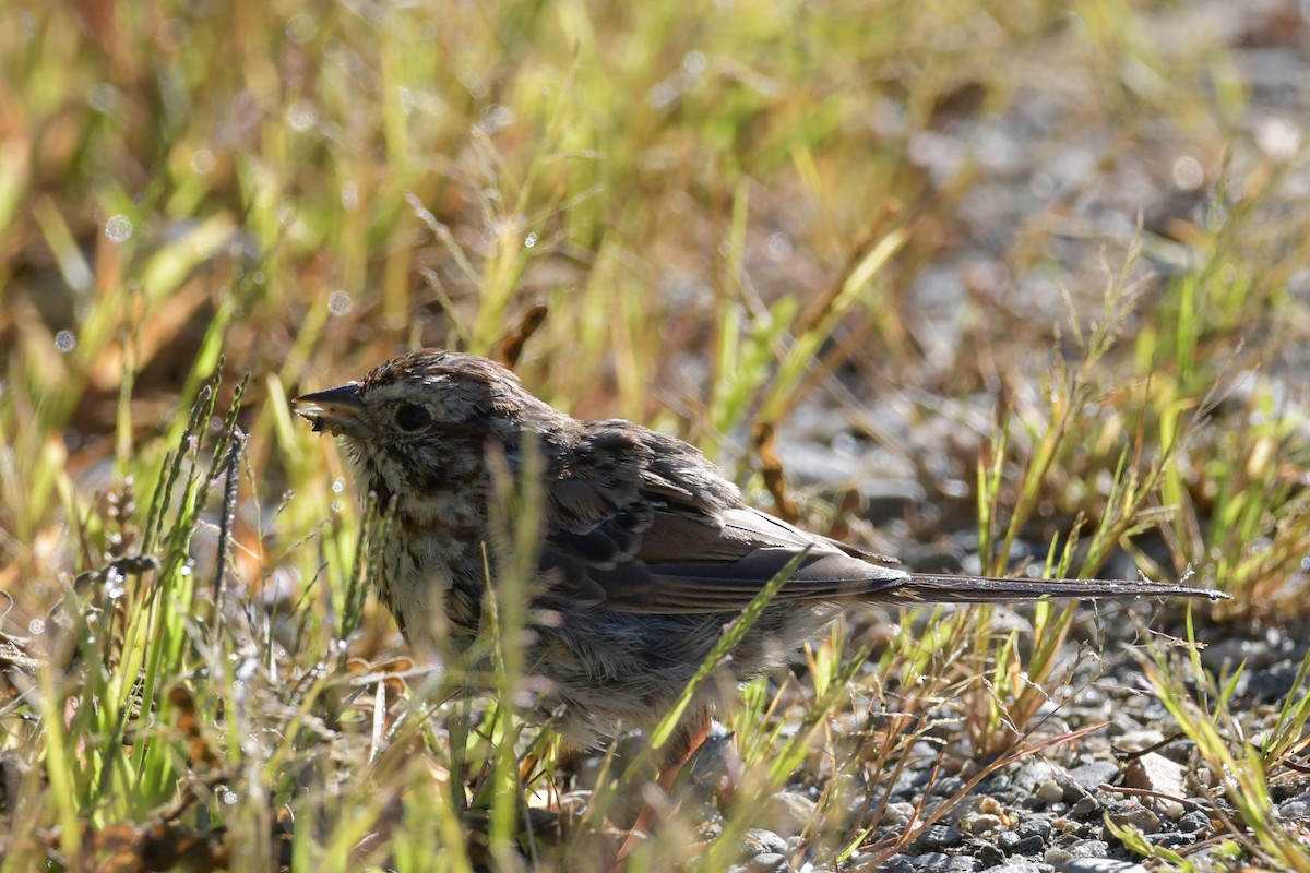 Song Sparrow - ML641057987