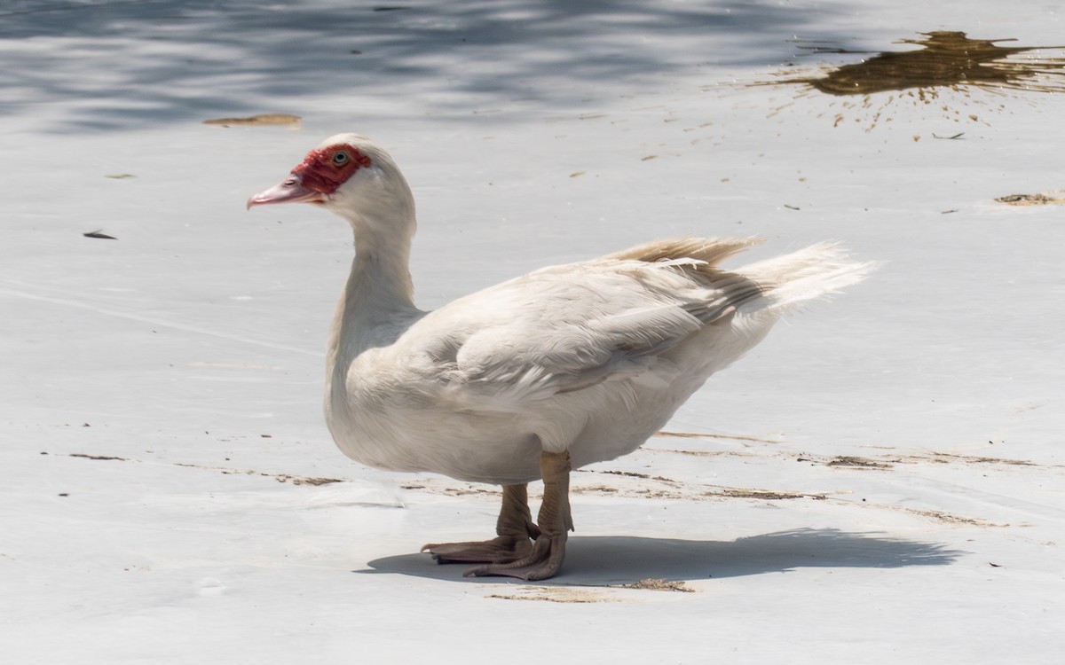 pižmovka americká (domestikovaná) - ML641058030