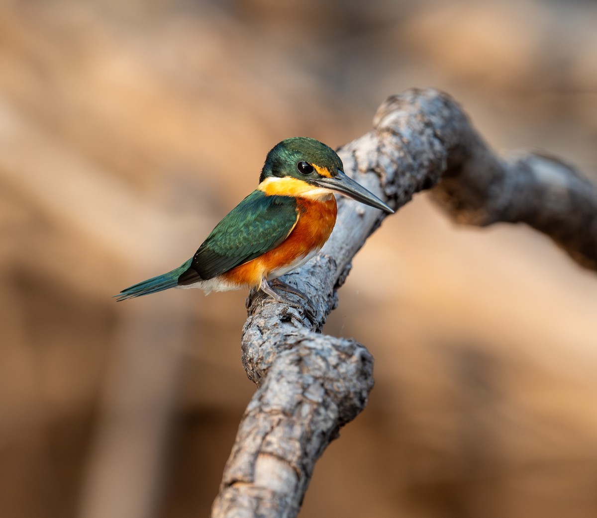 American Pygmy Kingfisher - ML641058054