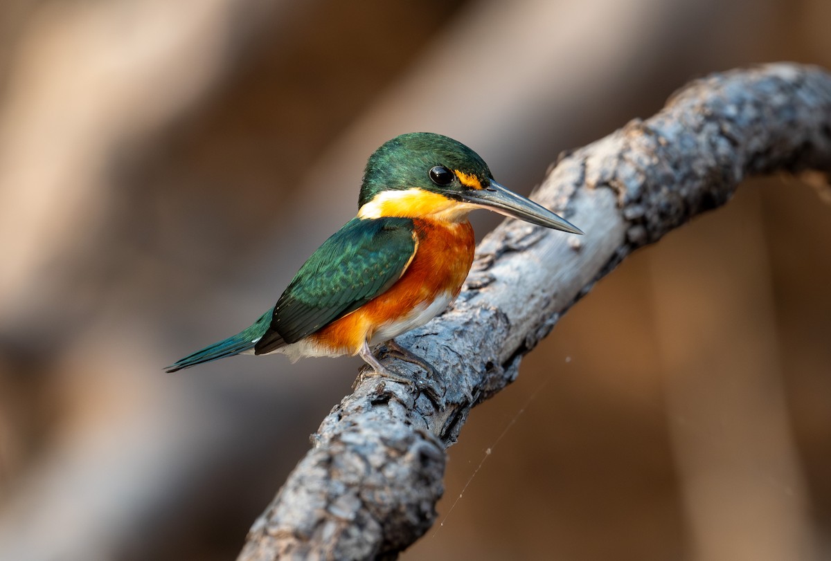 American Pygmy Kingfisher - ML641058055