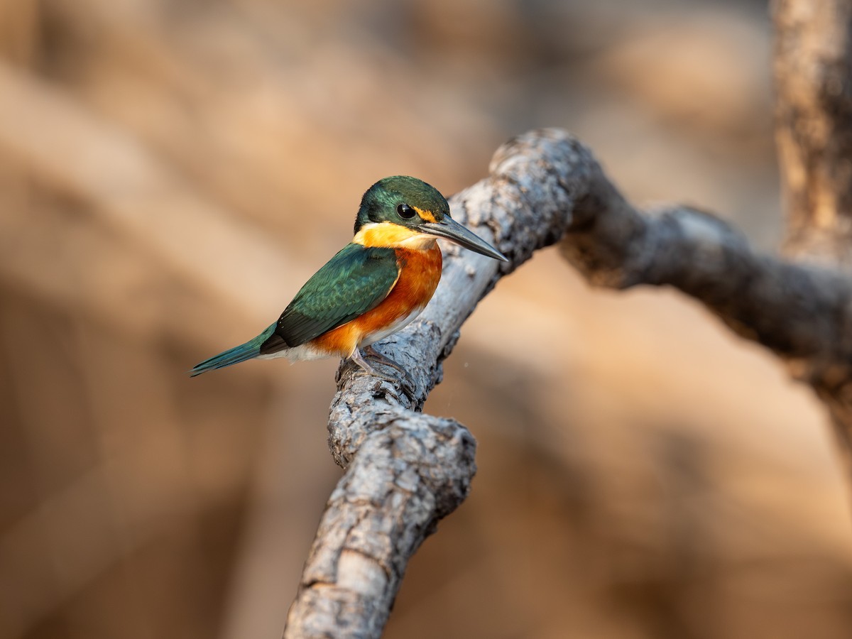 American Pygmy Kingfisher - ML641058056